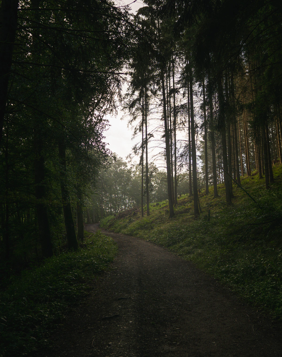 A tree-lined path disappearing into morning mist