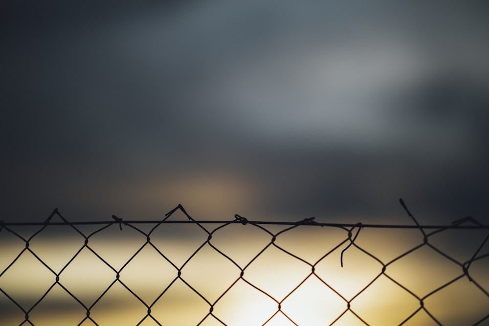 a bird sitting on top of a chain link fence