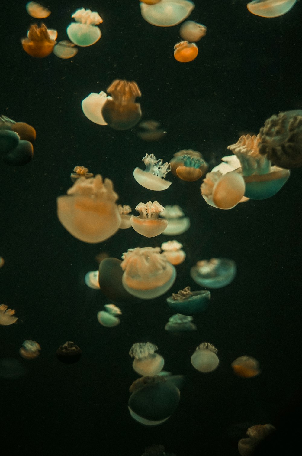 white jellyfish in water during daytime