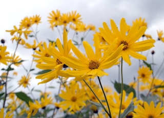 yellow flowers under blue sky during daytime