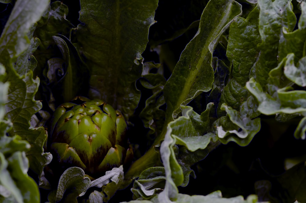 green plant in close up photography