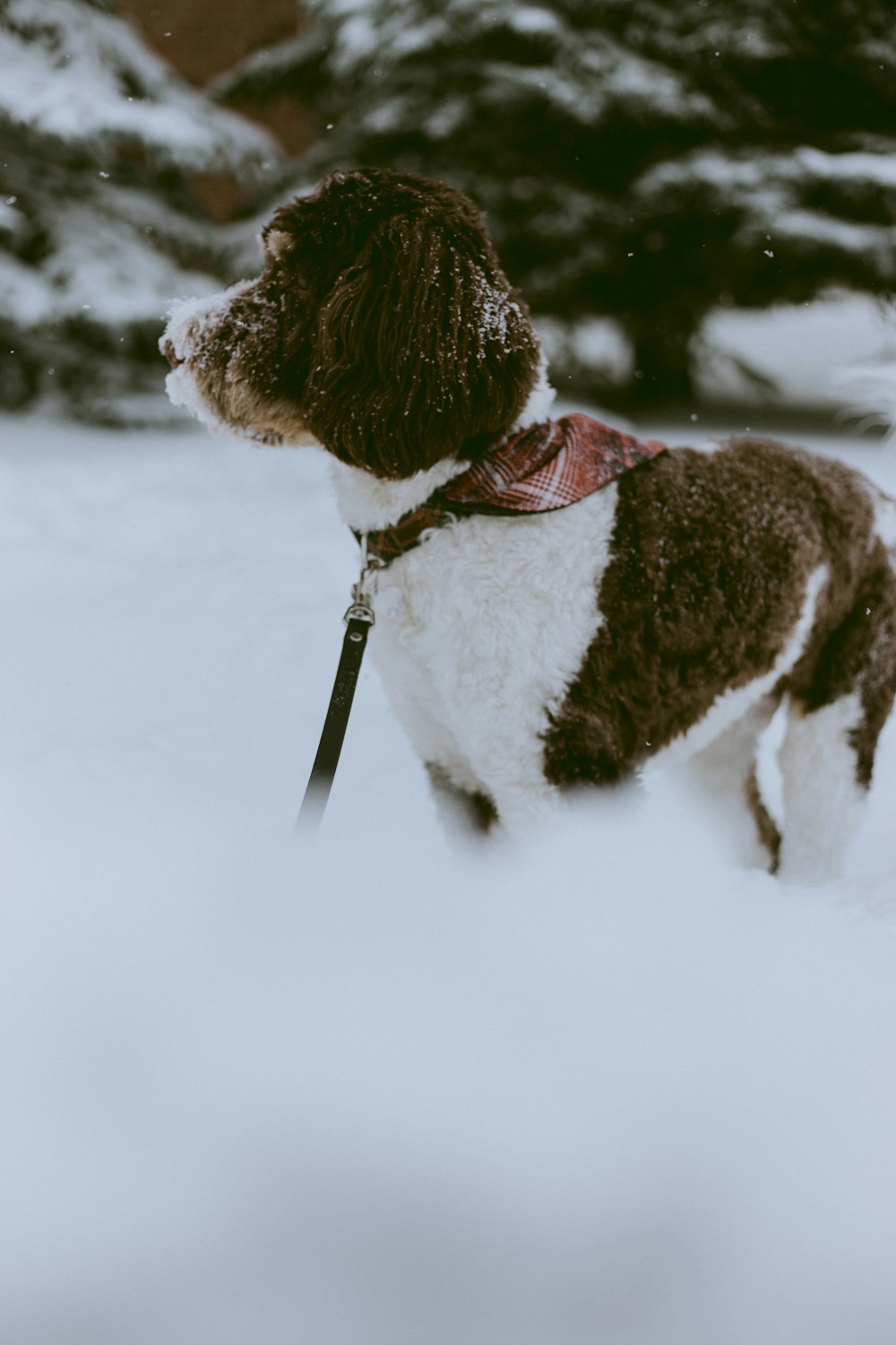 a brown and white dog standing in the snow