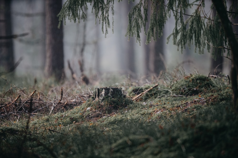 a mossy area with a small box in the middle of it