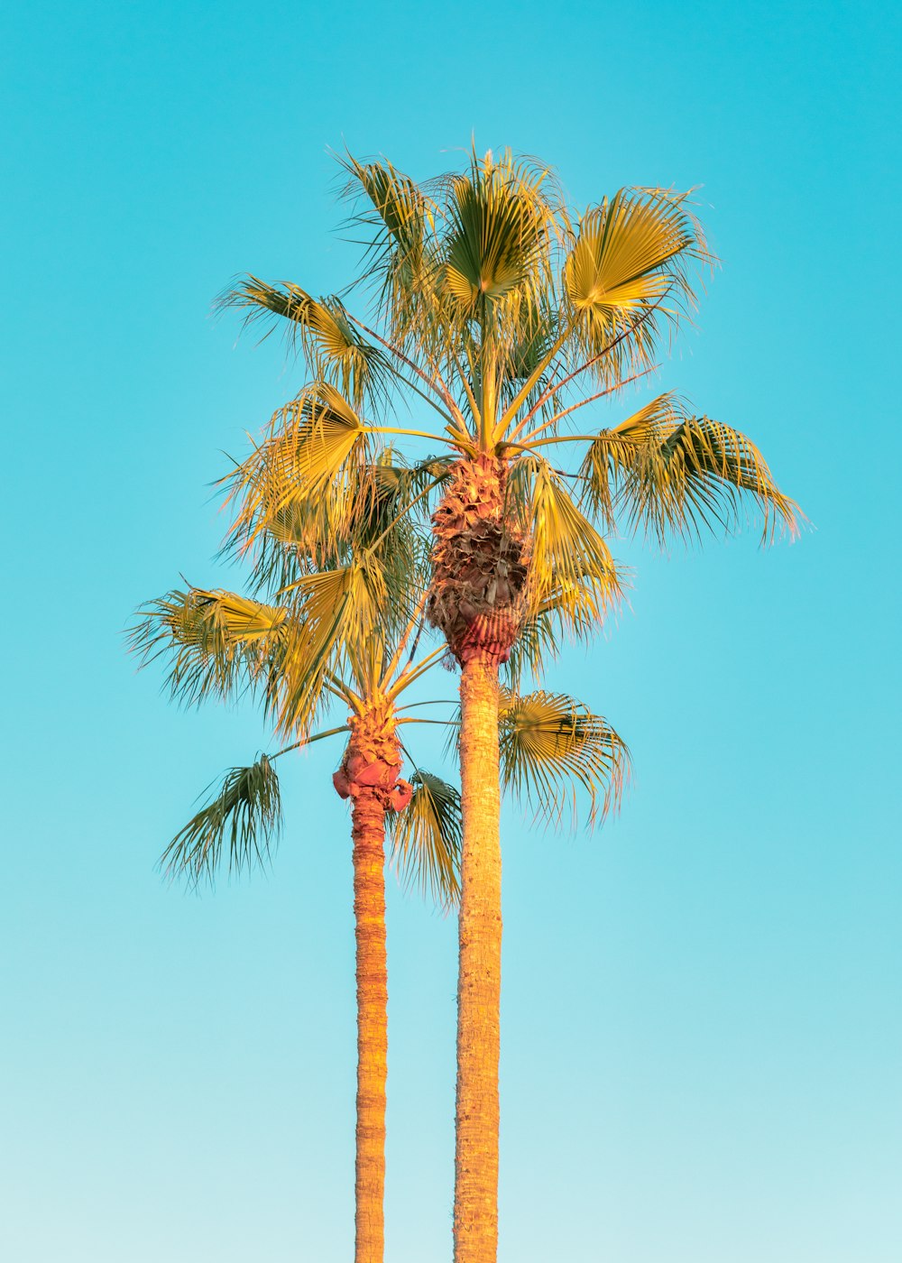 a couple of palm trees standing next to each other