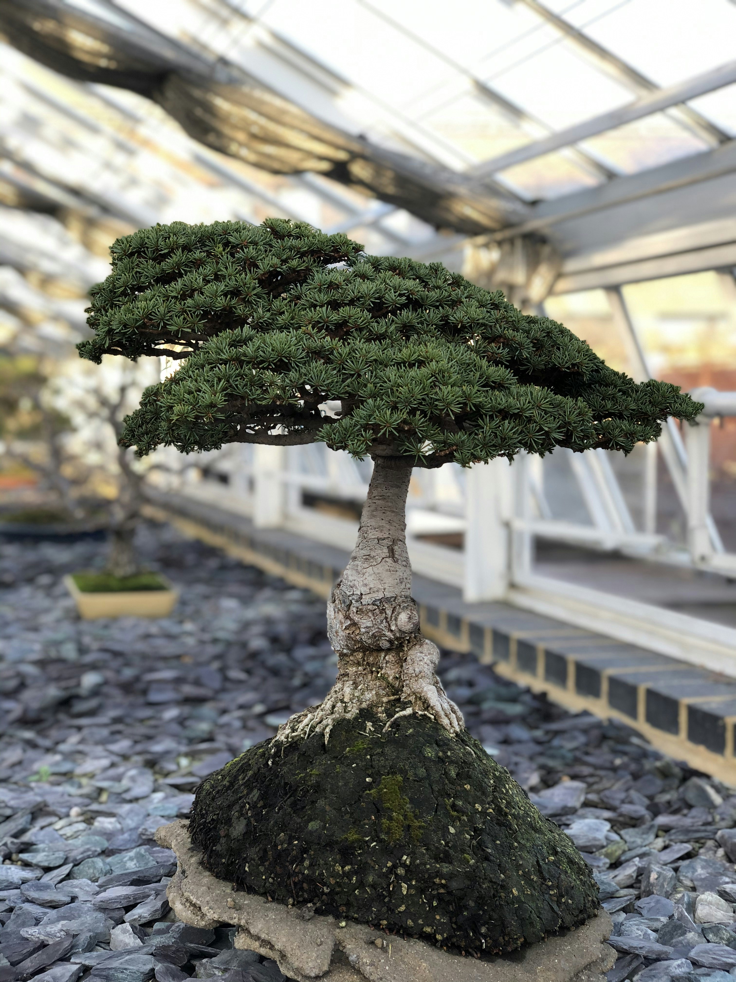 evergreen bonsai tree growing on a rock