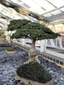 A well-maintained bonsai tree with lush green foliage and a thick, textured trunk is displayed indoors. The tree is positioned on a mound of soil, surrounded by slate stones, and housed within a greenhouse structure with glass panels.
