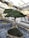 A well-maintained bonsai tree with lush green foliage and a thick, textured trunk is displayed indoors. The tree is positioned on a mound of soil, surrounded by slate stones, and housed within a greenhouse structure with glass panels.