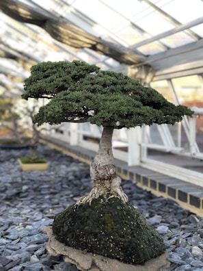 A well-maintained bonsai tree with lush green foliage and a thick, textured trunk is displayed indoors. The tree is positioned on a mound of soil, surrounded by slate stones, and housed within a greenhouse structure with glass panels.