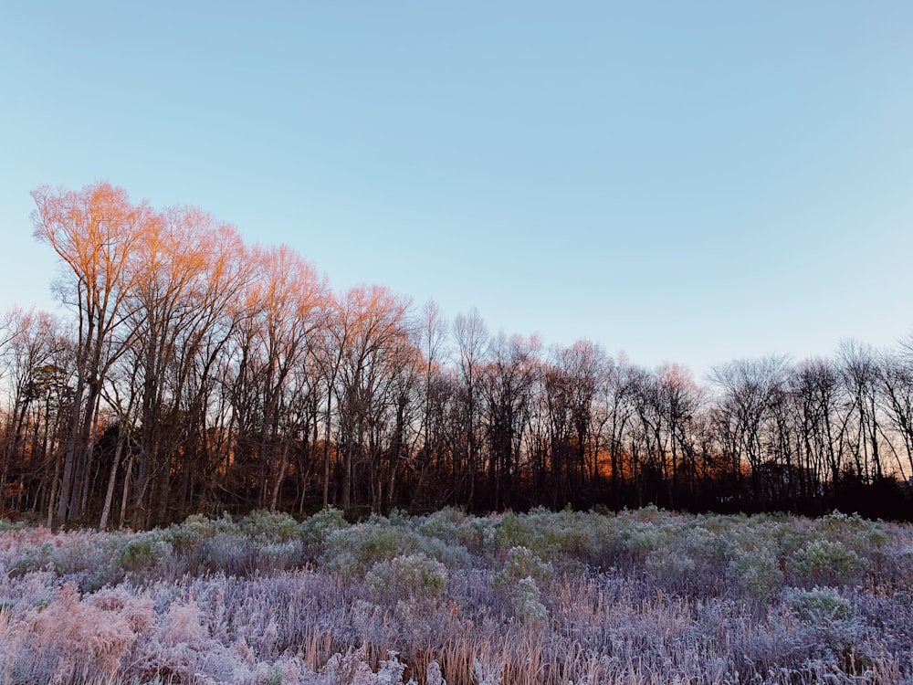 brown trees under blue sky during daytime