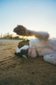 a white and black dog laying on top of a sandy beach