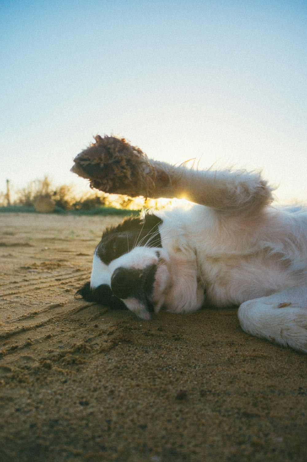Un perro blanco y negro acostado en la cima de una playa de arena