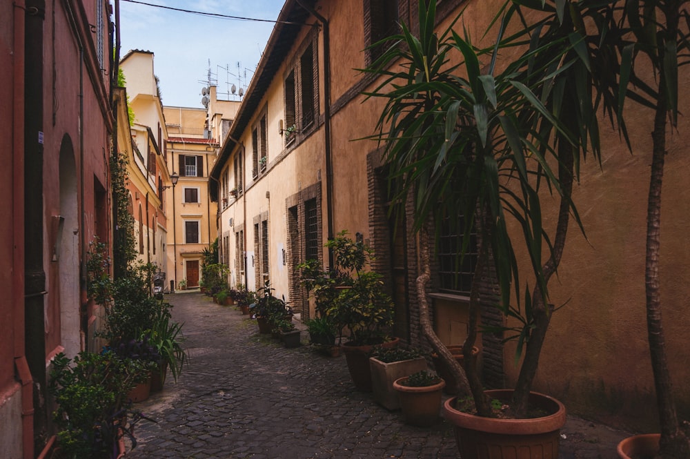 a narrow alley way with potted plants on either side