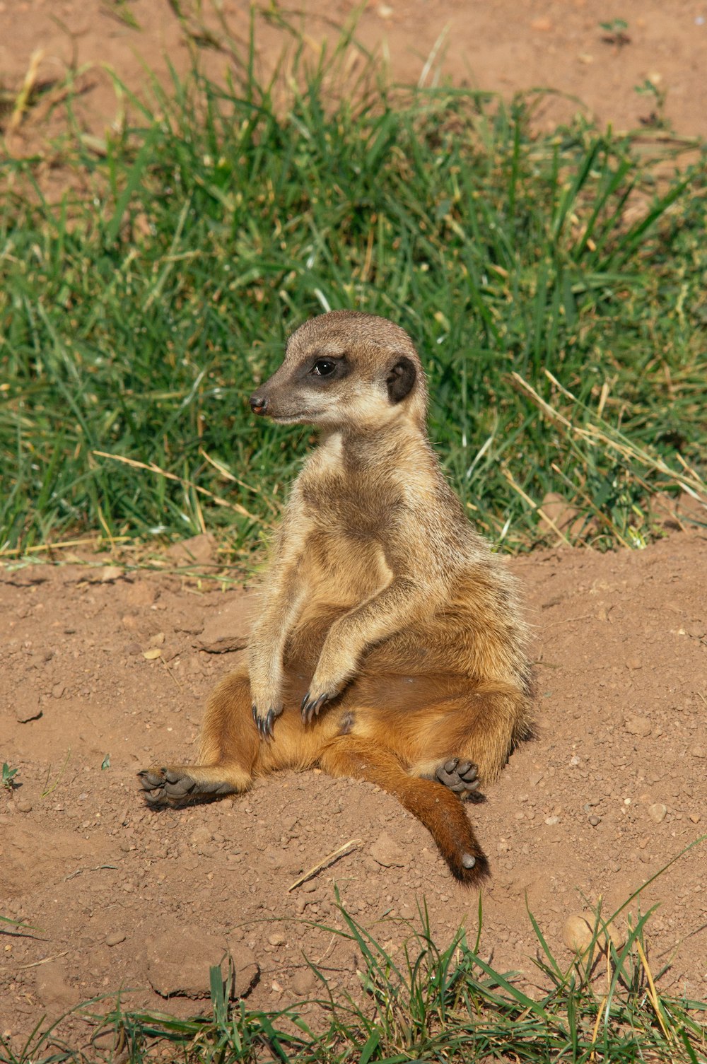 a meerkat sitting on its hind legs in the dirt
