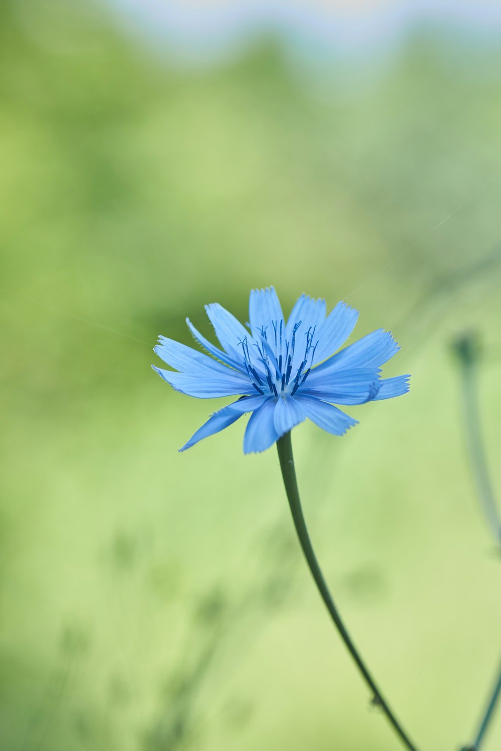 a blue flower with a blurry background