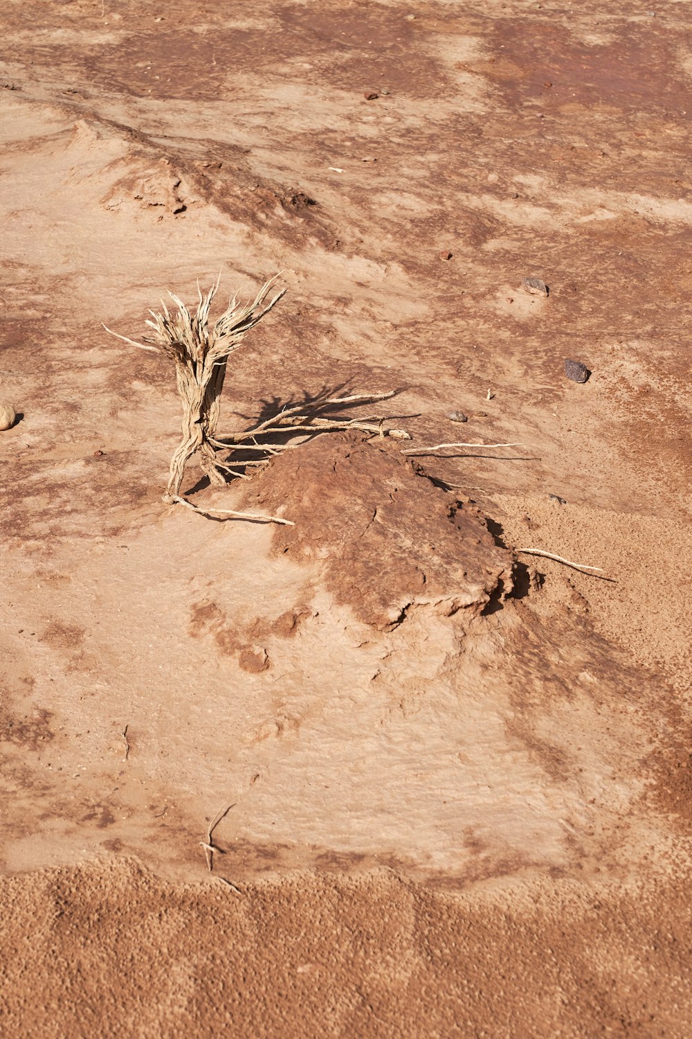 a plant in the middle of a dirt field