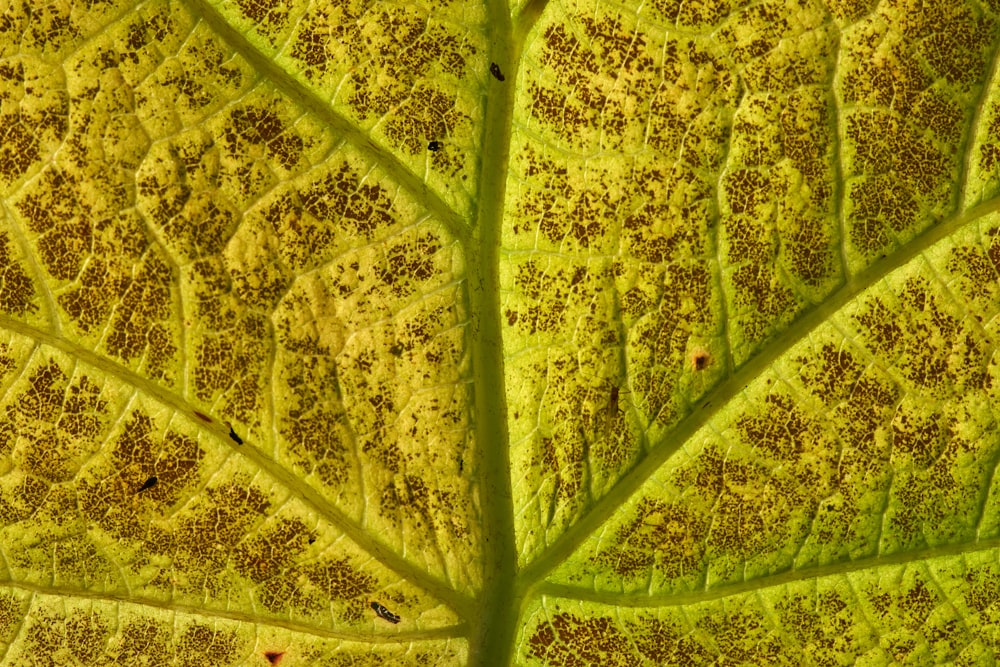 a close up view of a green leaf