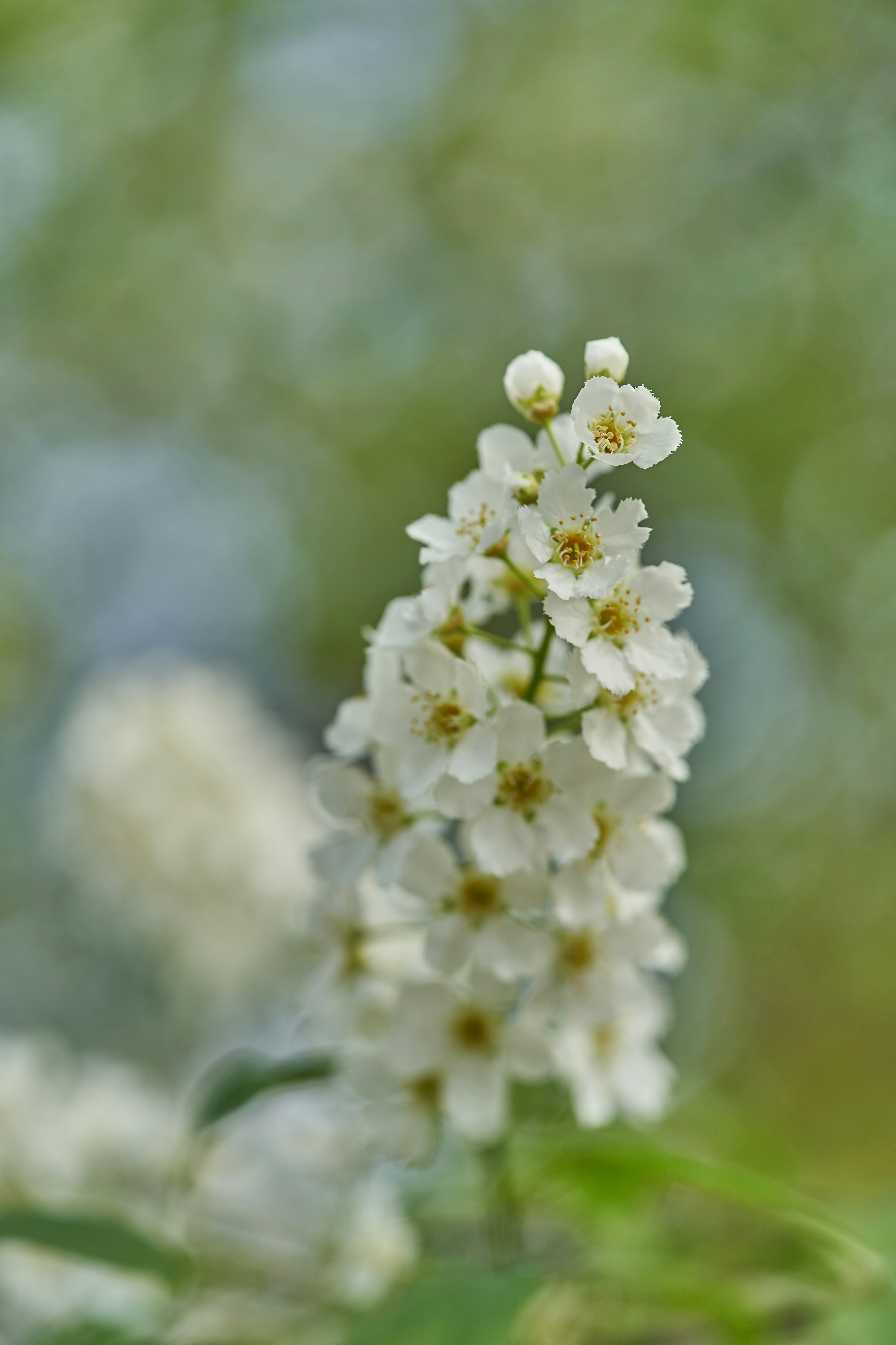 Photo by wolfgang_hasselmann