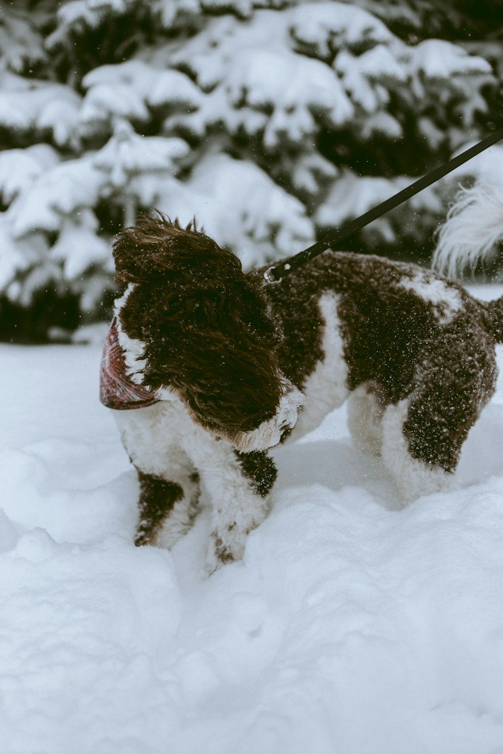 a small brown and white dog standing in the snow