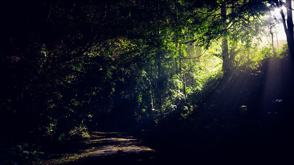 green trees on forest during daytime