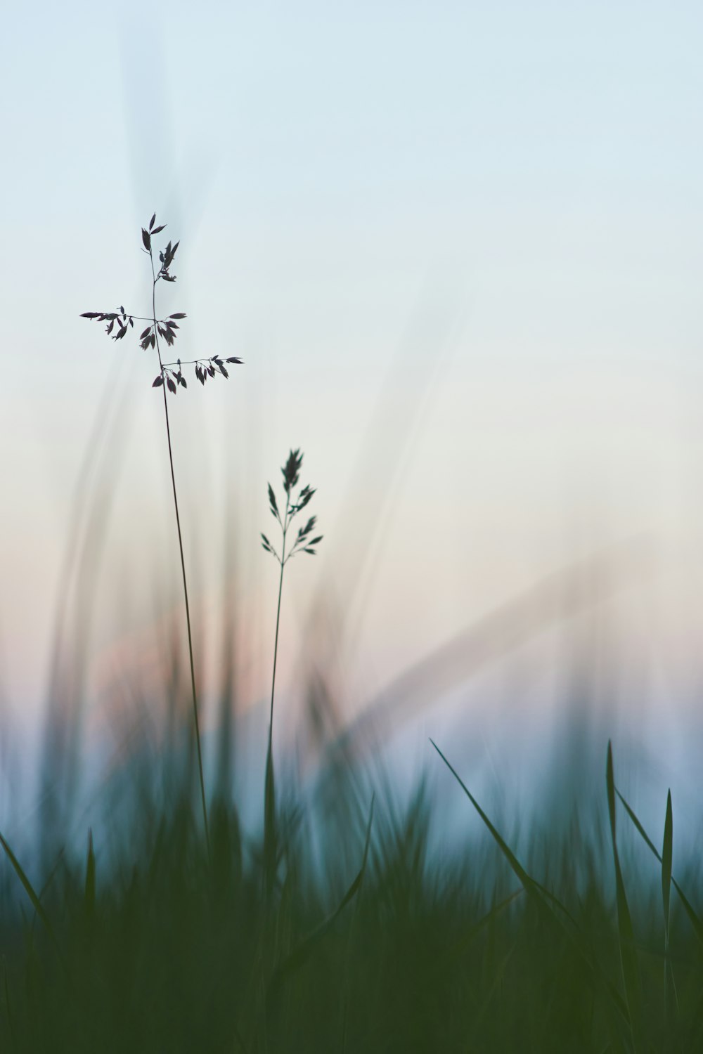a blurry photo of a plant in the grass