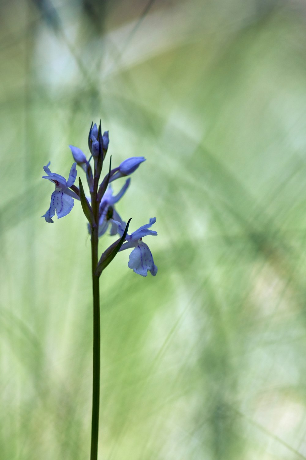 a small blue flower with a blurry background