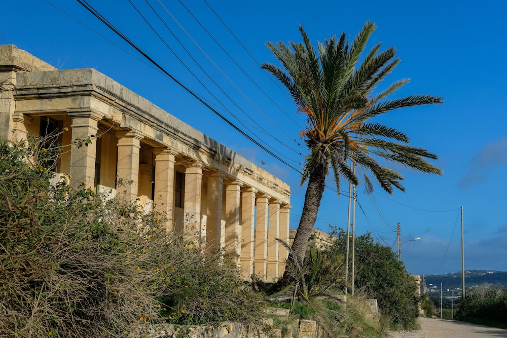 Palmera verde cerca de un edificio de hormigón beige durante el día