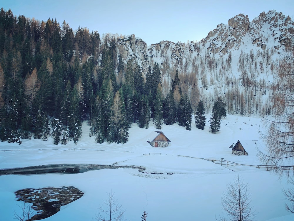 snow covered mountain and trees during daytime