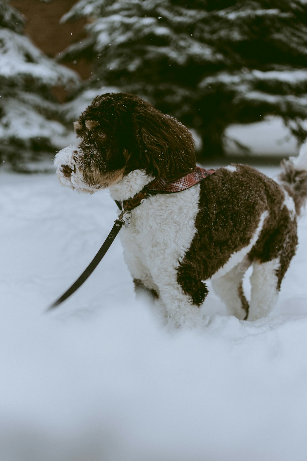 a brown and white dog standing in the snow