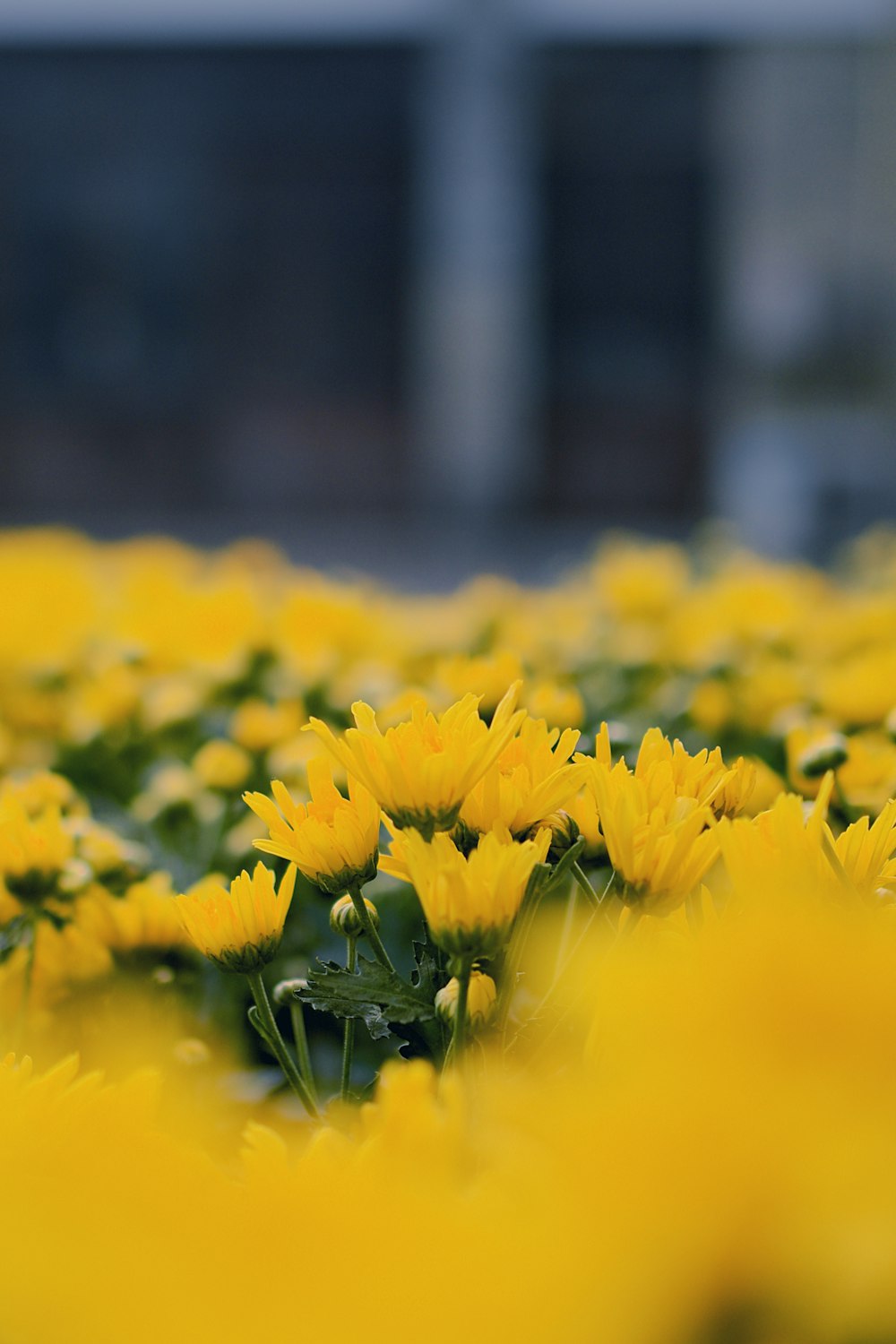 Narcisi gialli in fiore durante il giorno