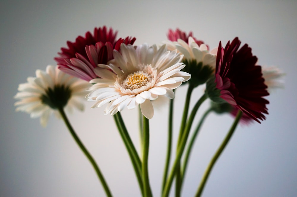 fleur blanche et rose en fleur