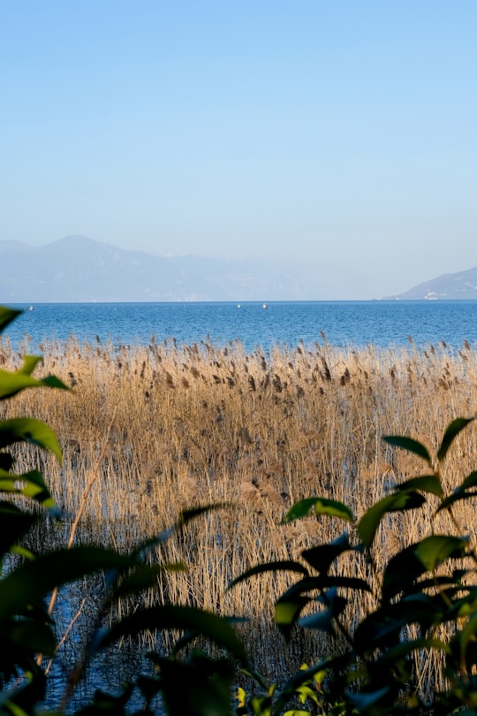 green and brown grass near body of water during daytime in Sirmione Italy
