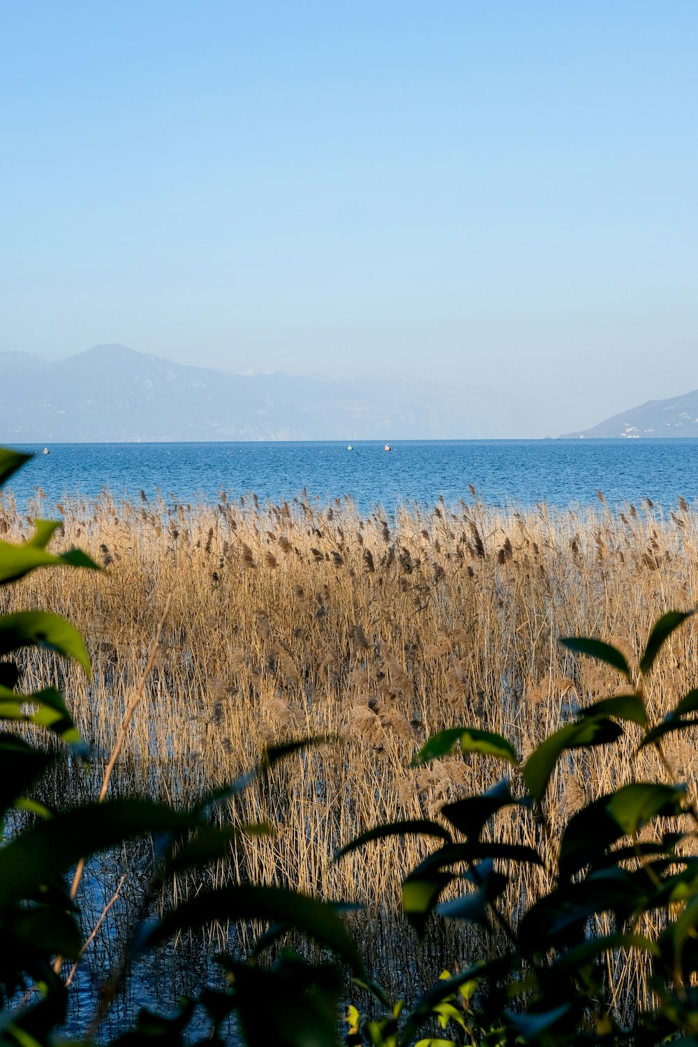 green and brown grass near body of water during daytime