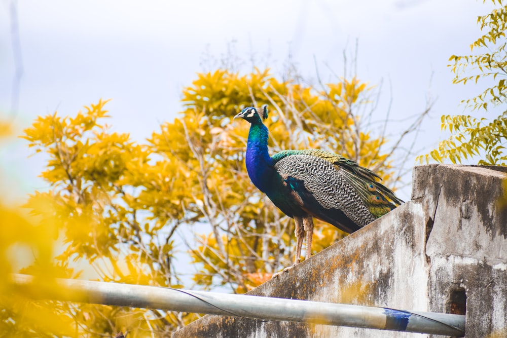 blue peacock on brown wooden fence during daytime