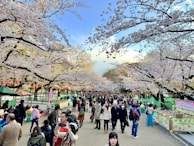 Crowds enjoying the cherry blossom festival with pink petals falling in a Korean park.