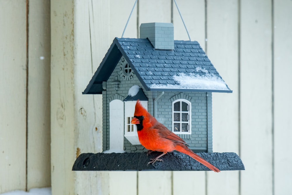 red cardinal bird on brown wooden bird house