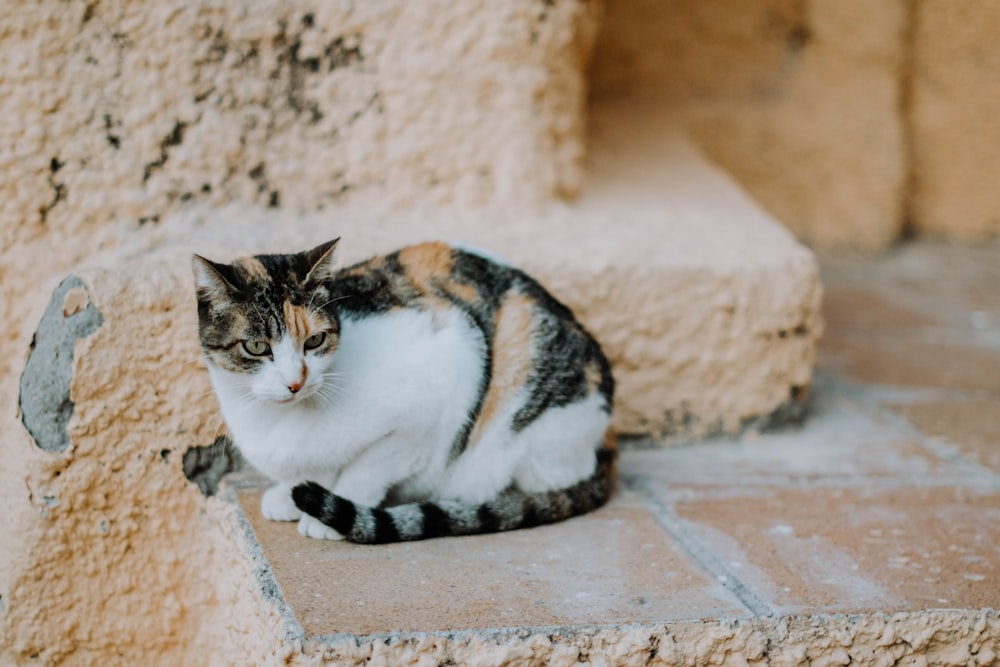 calico cat on brown brick