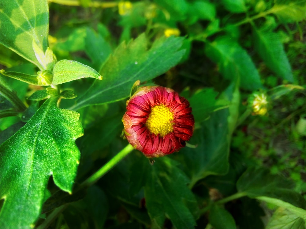 red flower in tilt shift lens