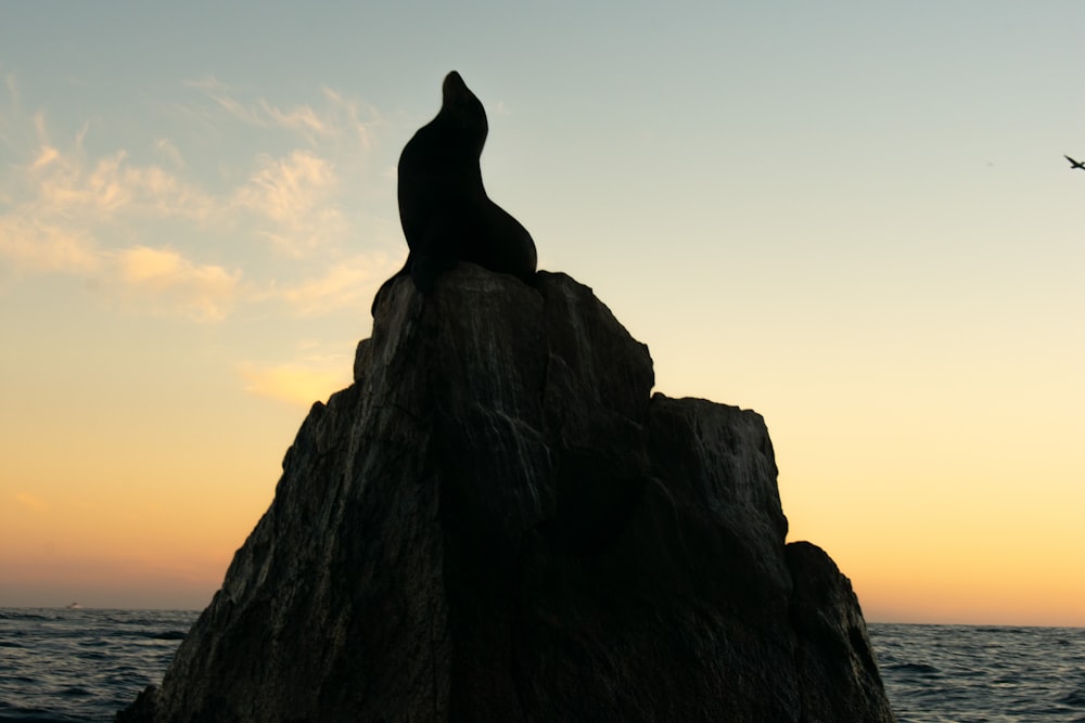 black seal on gray rock