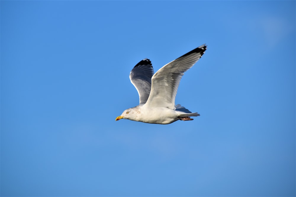 a seagull flying in a clear blue sky