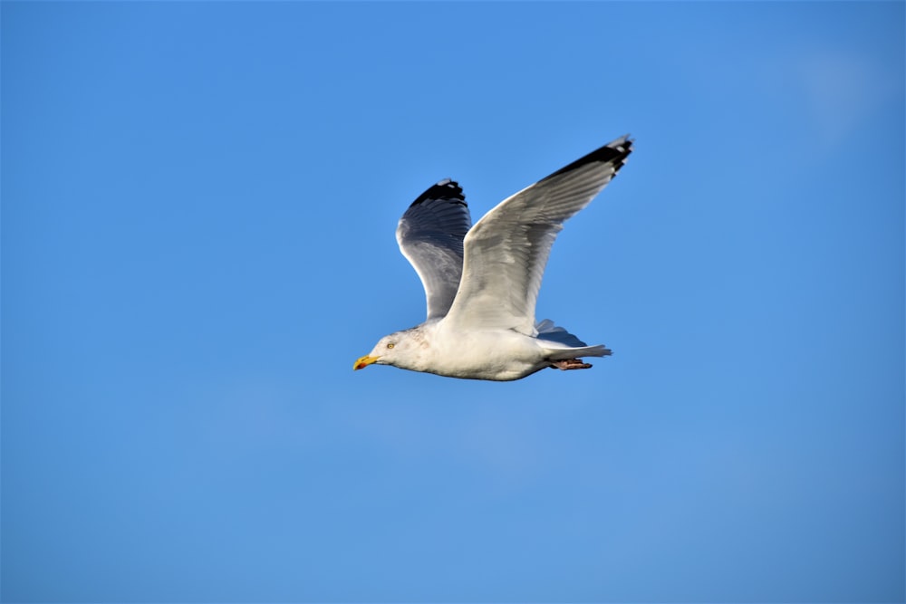 Una gaviota volando en un cielo azul claro