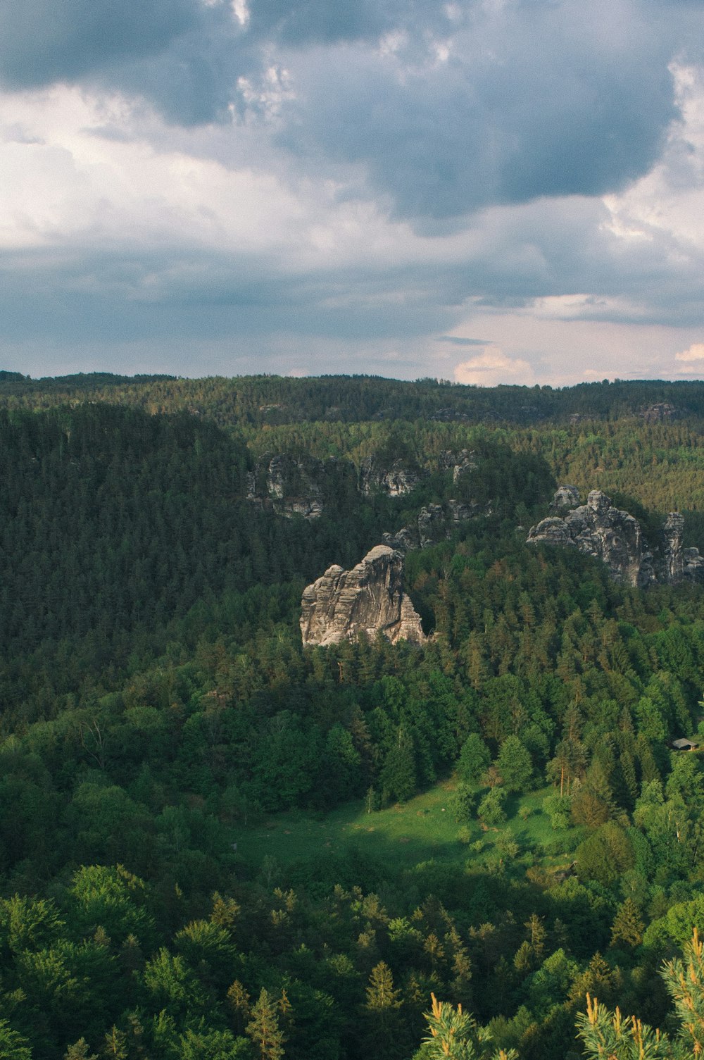 a lush green forest filled with lots of trees