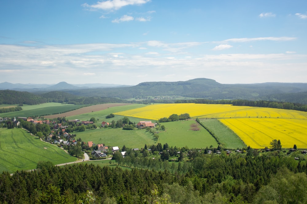 a view of a green field with yellow flowers