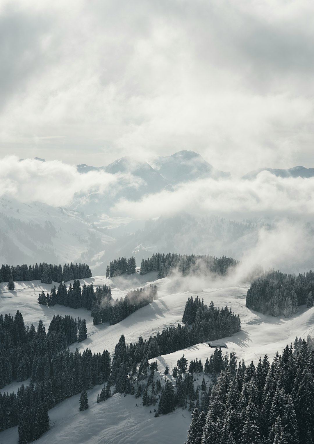 green pine trees on mountain under white clouds during daytime