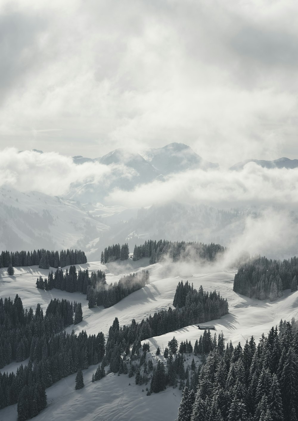 green pine trees on mountain under white clouds during daytime