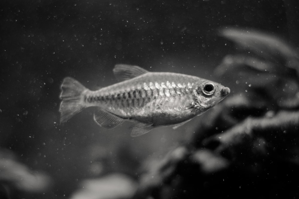 yellow and gray fish in water