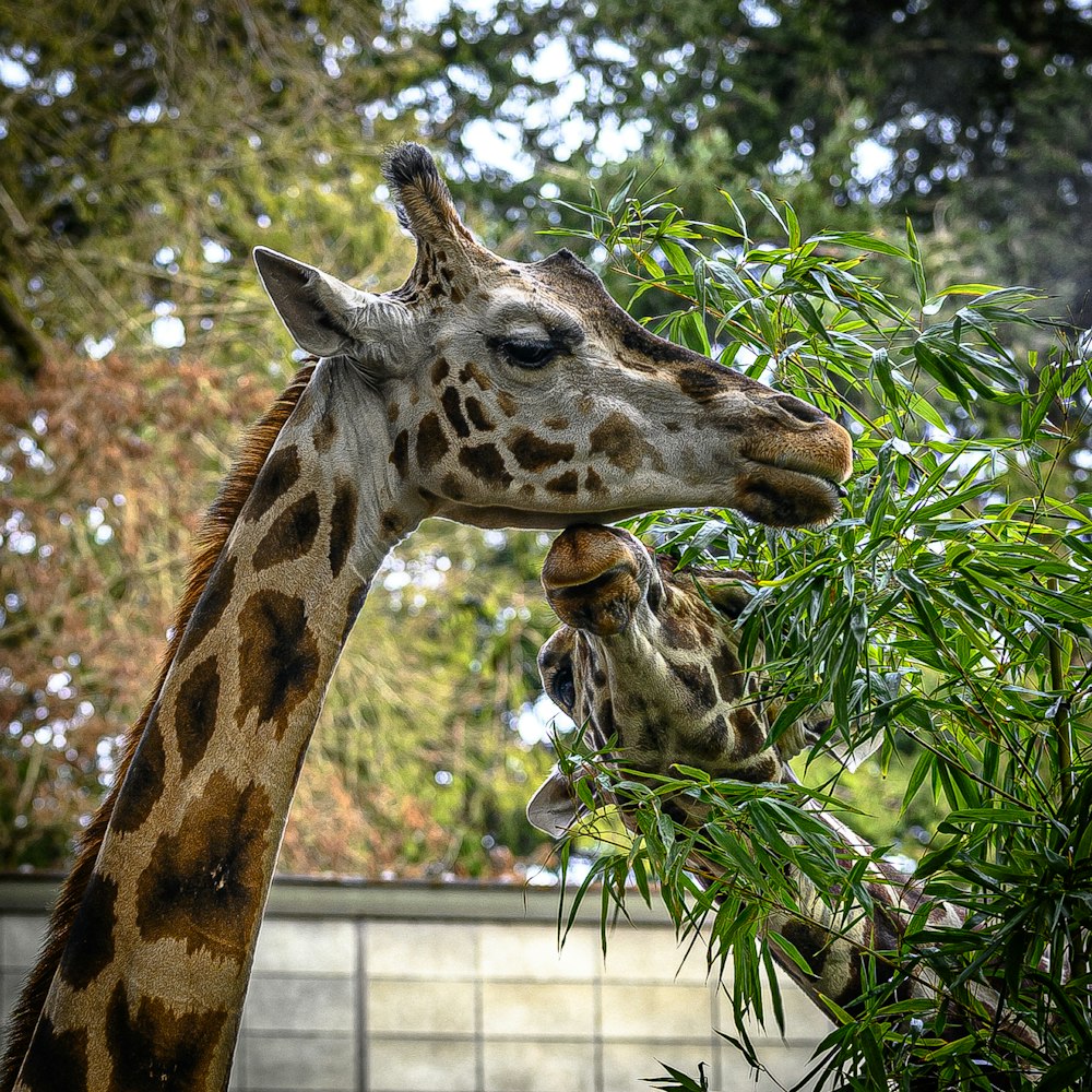 giraffe eating green leaves during daytime