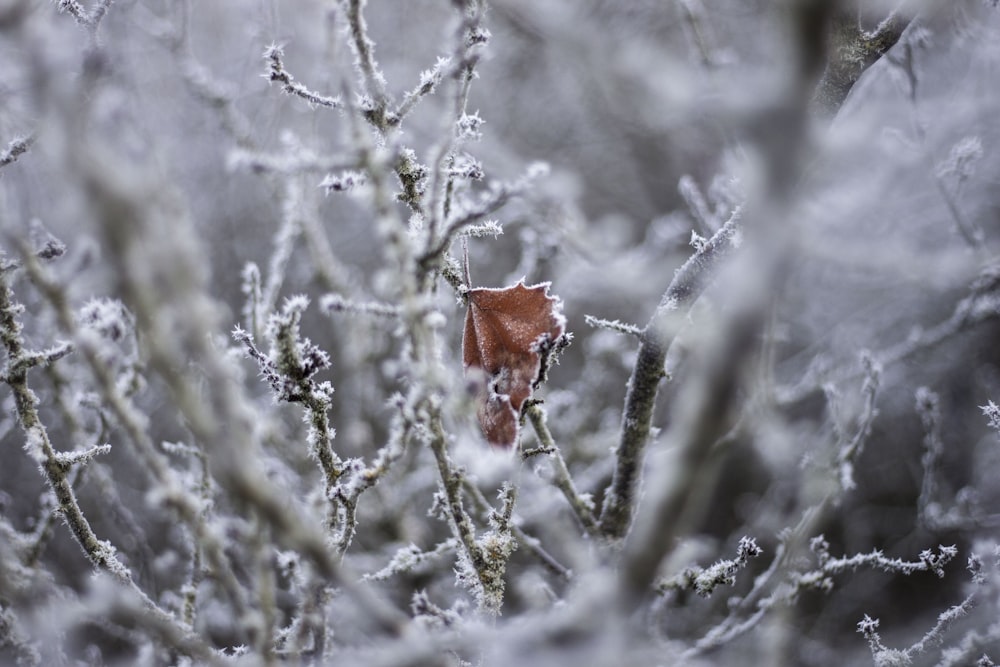 red flower on snow covered tree