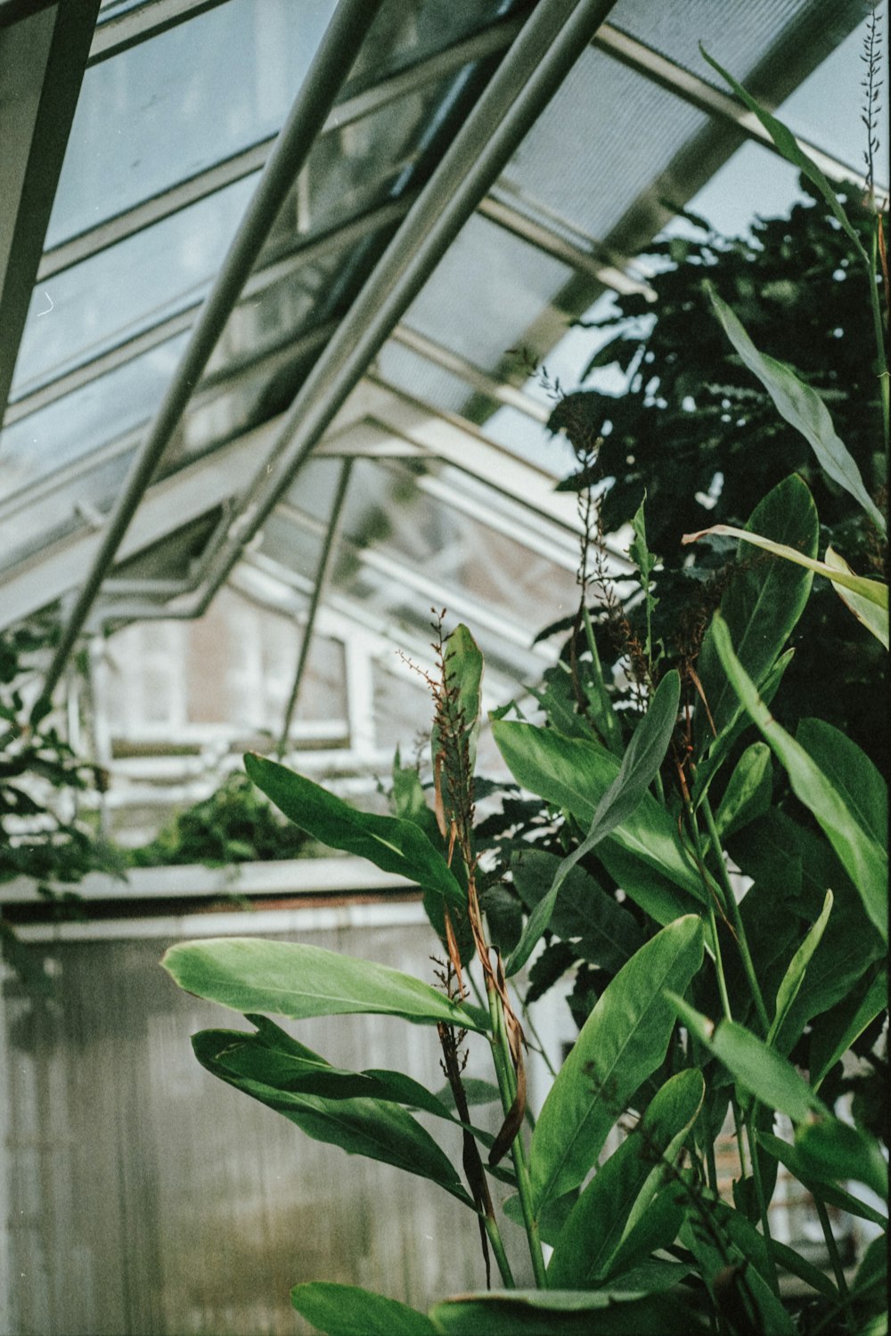 a green house with plants inside of it