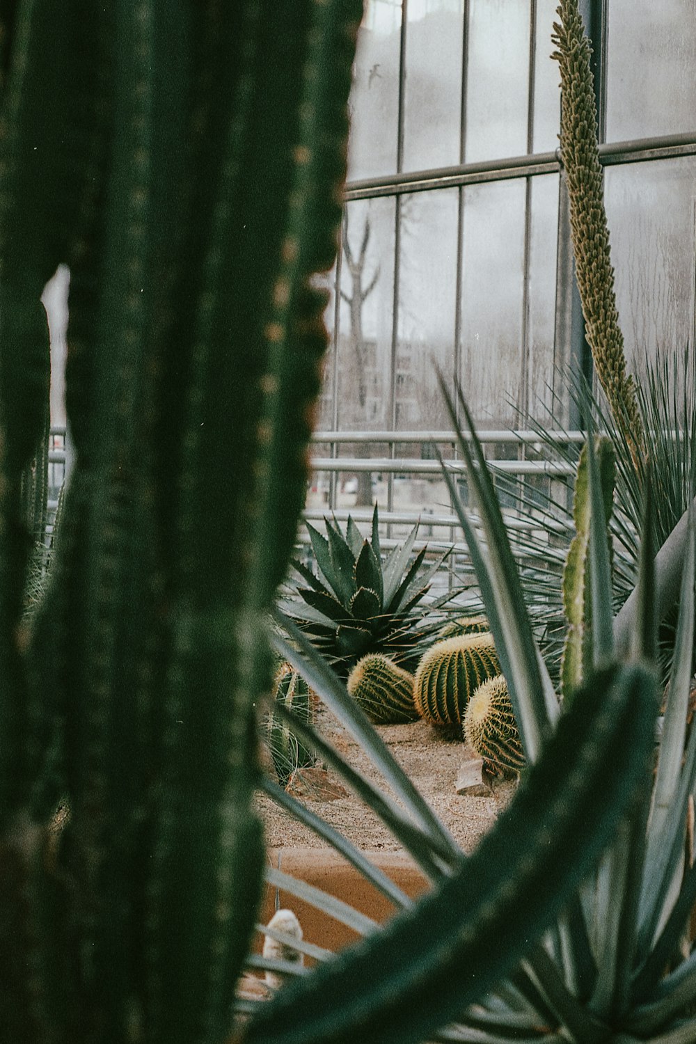 a group of cacti and other plants in a greenhouse