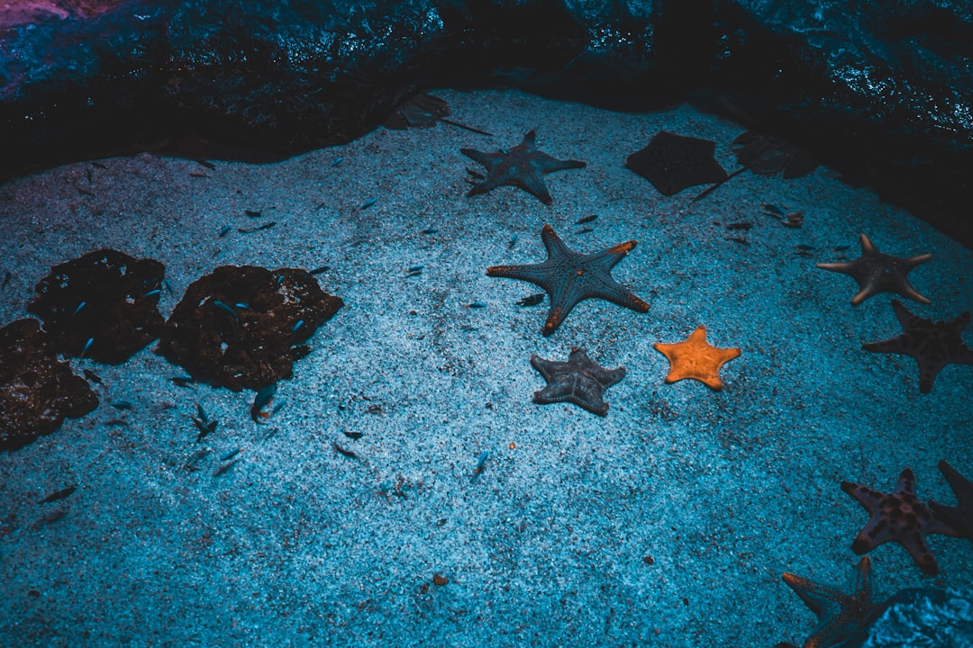  brown starfish on gray sand starfish
